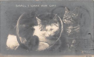 E59/ Interesting Real Photo Rppc Postcard C1910 Wooster Ohio Pet Cats 13