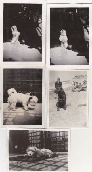 5 Old Vintage Photo Dogs Pet Animal Circa 1930s A15