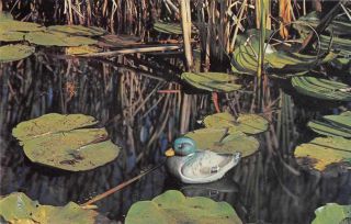 Northel Distributors Miniature Mallard Duck Decoy Ad Vintage Postcard Jf235161