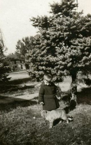 Zz669 Vtg Photo Little Boy With Kitty Cat,  Evergreen Tree C Early 1900 