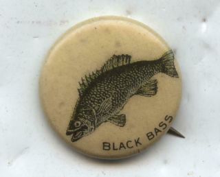 C.  1896 American Pepsin Gum Co. ,  Whitehead & Hoag Pin - Black Bass Fish