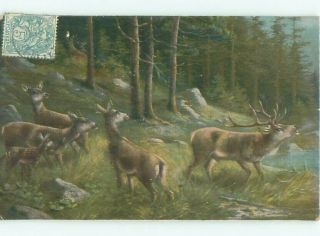 Foreign 1904 Postcard Deer Down By The Water Ac2300
