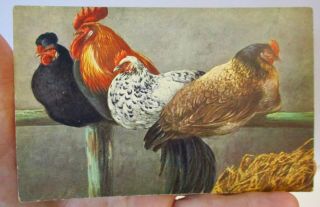 Vintage Postcard Un - Posted Made In Germany Chickens G.  A.  Novelty Art Series