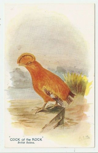 Cock Of The Rock,  Bird,  British Guiana,  British Empire Exhibition Tuck Postcard