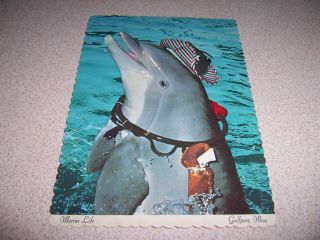 1970s Dolphin Act,  Marine Life Park,  Gulfport Mississippi Vtg Postcard