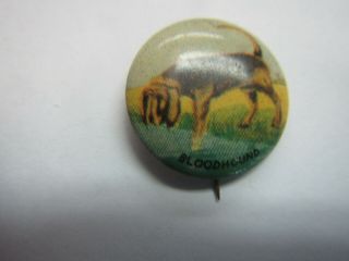 Bloodhound Dog Pin Back Button Pin Canine