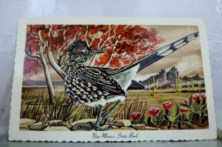 Mexico Nm Roadrunner State Bird Postcard Old Vintage Card View Standard Post