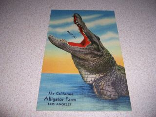 1940s " Drop In " California Alligator Farm Los Angeles Linen Comic Postcard