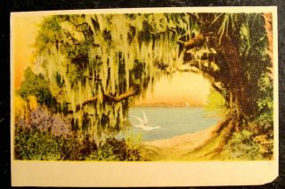 1920 Postcard - Artist Signed E.  G.  Barnhill,  On The Dixie Highway,  Florida