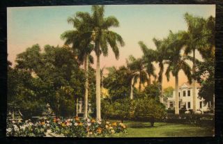 1920 Postcard - Artist Signed E.  G.  Barnhill,  Royal Palm Garden Fort Myers,  Flordia