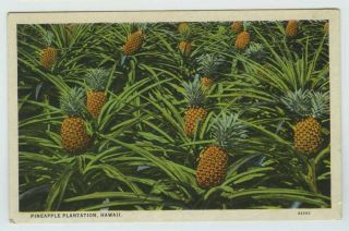 Hawaii Pineapple Plantation Fruit In Field Vintage Postcard