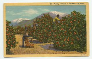 Picking Oranges In Southern California Postcard 1955 Vintage Ca