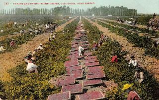 Picking And Drying Raisin Grapes,  California Near Fresno C1910s Vintage Postcard