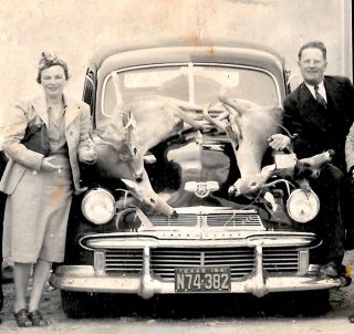 FREDERICKSBURG Texas 1st Day of Hunting Season 1941,  four cars,  10 Deer photo 3