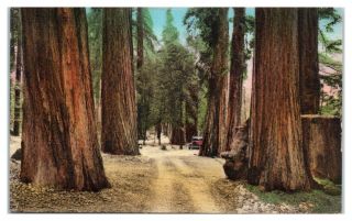 Driving Through The Redwoods On Redwood Highway,  Ca Hand - Colored Postcard 4x