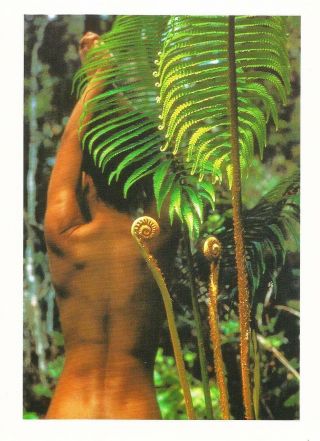 Postcard Pam Roberson Photographer Woman & Tree Fern Ohia Forest Hawaii