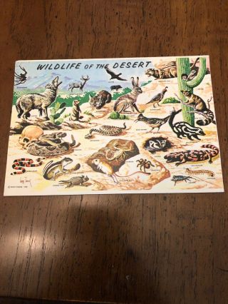 Animal Wildlife Of The Desert Postcard Old Vintage Card View Standard Souvenir