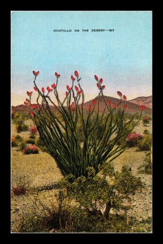 Dr Jim Stamps Us Ocotillo Plant Desert Linen View Postcard