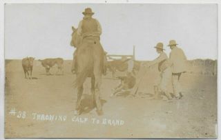 (3847) Old Photo Postcard Cowboys Throwing A Calf To Brand Horse & Cattle