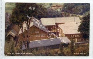 (ld4110 - 100) View On Ceylon Tea Estate,  (lipton Tea) G