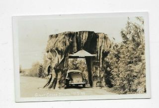 Vintage Rppc Postcard Giant Cedar Stump U S Highway 99 California R3