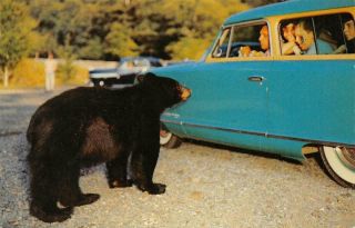 Native Black Bear Begging Great Smoky Mountains Park,  Tn 1955 Vintage Postcard