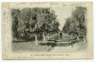 North Yakima Wa An Irrigated Apple Orchard C1905 Postcard - Washington