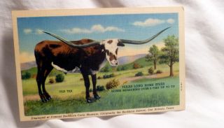 Old Tex Texas Longhorn Buckhorn Curio Museum San Antonio Vintage Postcard