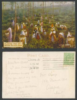 Ceylon 1908 Old Postcard Pluckers Plucking Tea On Bunyan Estate,  Lipton Series