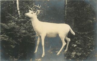 Wi Wisconsin Mercer ? White Deer Ca 1910 Rppc Real Photo Postcard