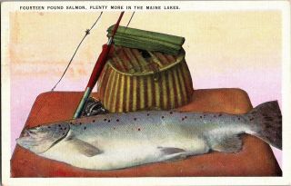 Fourteen Pound Salmon From Maine,  Creel Pole C1937 Vintage Postcard P12