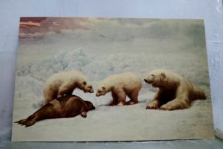 Alaska Ak Polar Bears Eating Seal Postcard Old Vintage Card View Standard Post