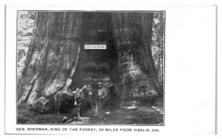 Early 1900s General Sherman Redwood Tree 50 Miles From Visalia,  Ca Postcard 5a