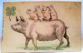 1910 Postcard Pig With Piglets Riding On Her Back,  Shamrock - Good Luck Series