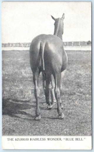 " Blue Bell " The $25,  000 Hairless Wonder Horse Rear View C1900s Postcard