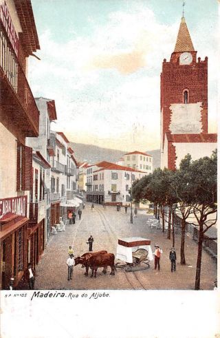 Portugal Madeira,  Rua Do Aljube,  Cattle,  Railroad 1904