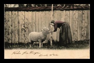 Dr Jim Stamps Woman Petting Lamb Norway Topical View Postcard