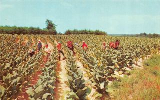 2 Cards - Workers Harvesting And Barning Tobacco Farming/agriculture Postcard
