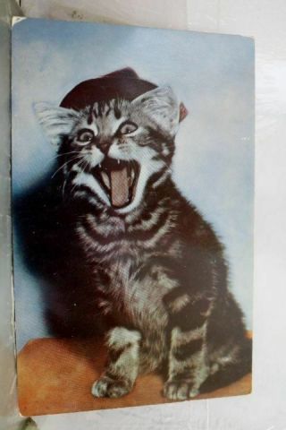Greetings Cat Postcard Old Vintage Card View Standard Souvenir Postal Post Pc