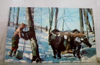 Vermont Vt Making Maple Syrup Postcard Old Vintage Card View Standard Souvenir