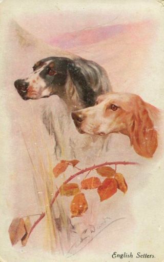 English Setter Dogs Old Artistic Postcard