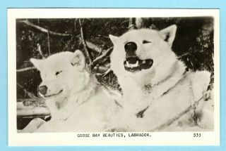 Goose Bay,  Labrador,  Newfoundland Rppc Huskies