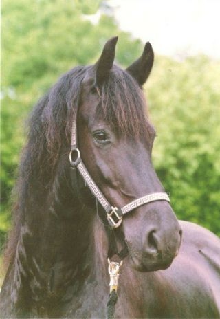 Named Friesian Horse Postcard From Photographer Irene Hohe " Matthijs "