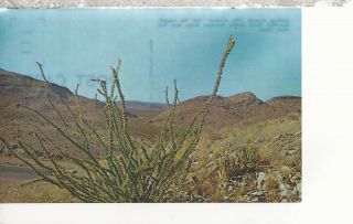 Cactus And Sierra Diablo Mountain Range Near Van Horn Texas Chrome Postcard 317