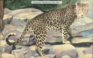 Leopard At Oklahoma City Zoo Linen Postcard