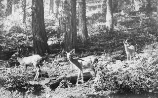 " Deer In The Woods - Vintage Early 1900 