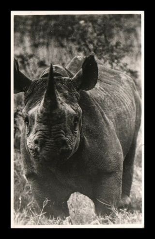 Dr Jim Stamps Rhinoceros Animal Postcard South Africa