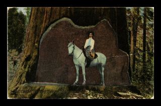 Dr Jim Stamps Us California Big Trees Queen Of The Forest View Postcard