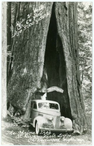 Rppc - California Redwood Hwy. ,  Auto Driving Through The Shrine Tree - 1950