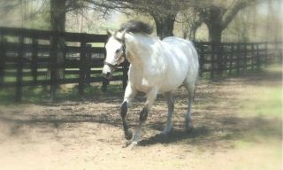 2001 Kentucky Derby Winner Thoroughbred Horse Postcard " Monarchos "